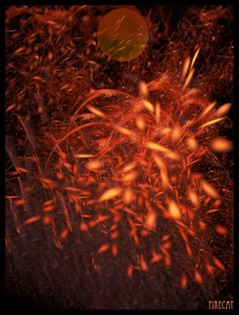 Midnight Crop Firecat mandala artwok